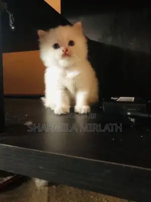 Persian Cat