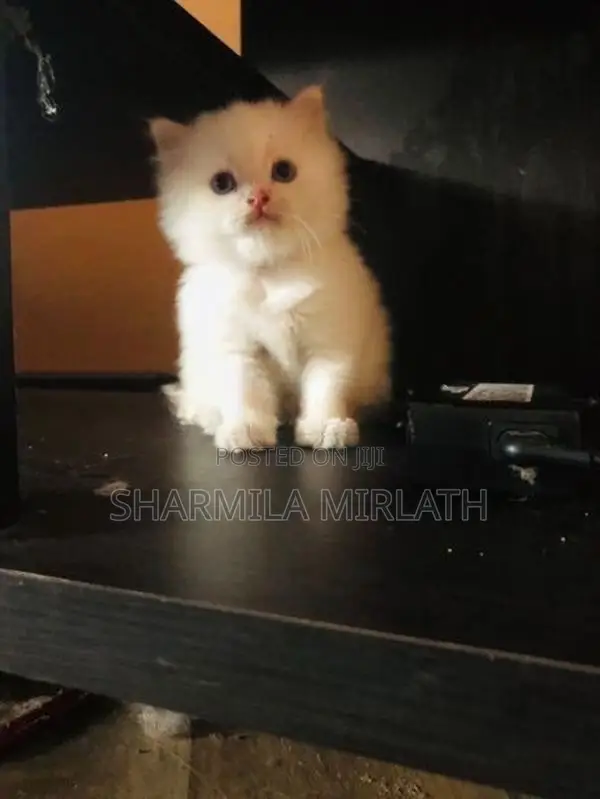 Persian Cat