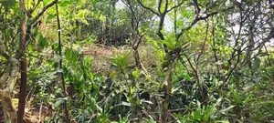 Diyatalawa මනරම් කදු වලල්ලකින් වටවු පර්චස් 185ක ඉඩම සහිත නිවස