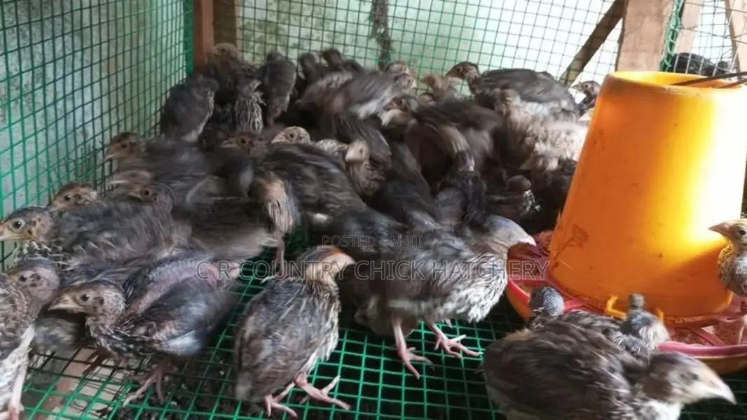 Quail Chick