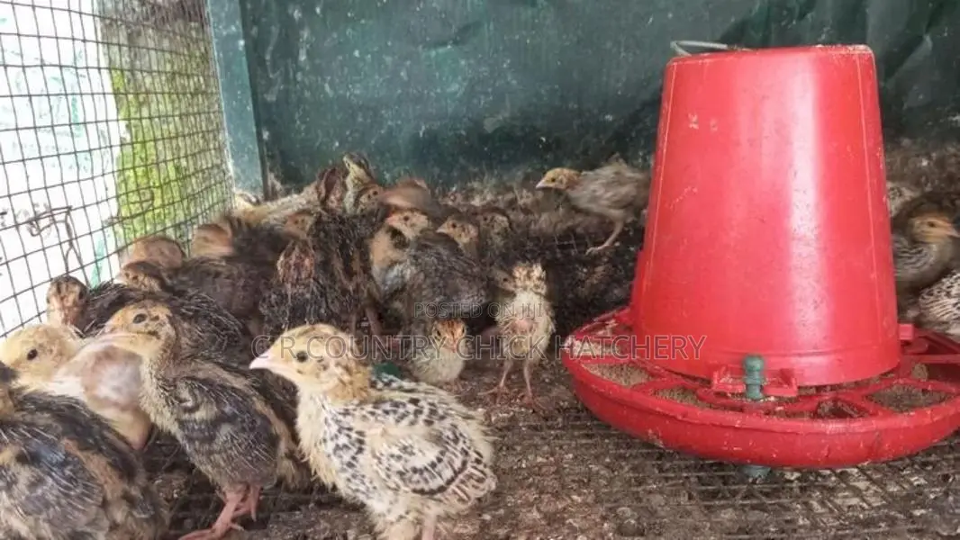 Quail Chick