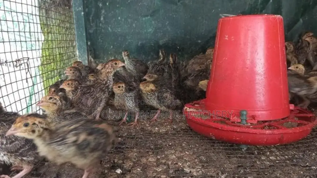 Quail Chick