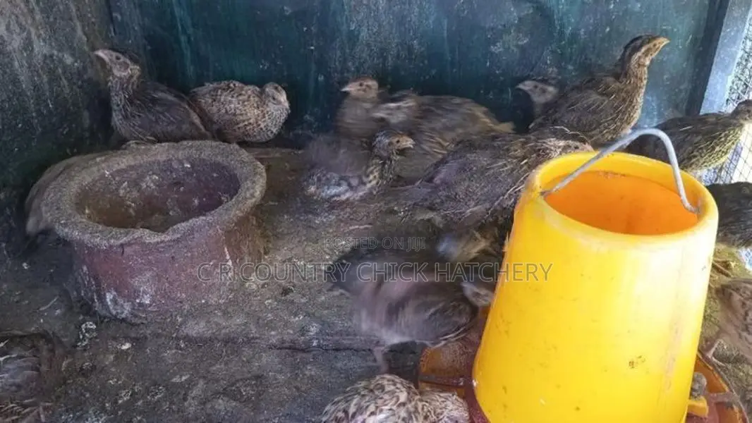 Quail Chick