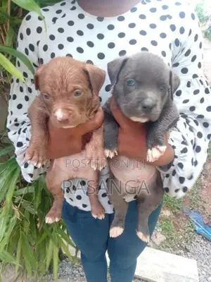 American Bully Puppy