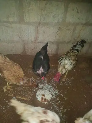 Country Chickens