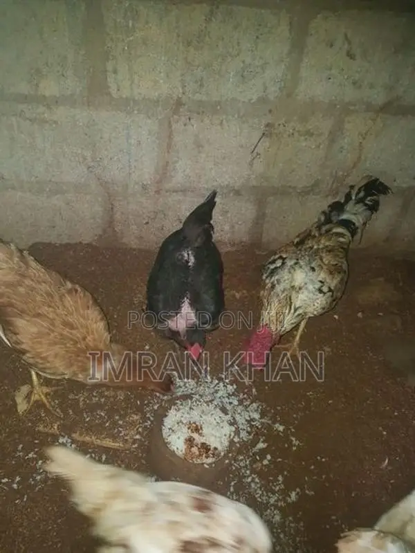 Country Chickens