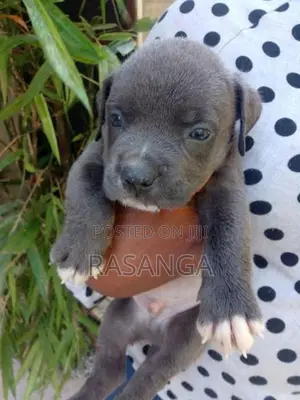 American Bully Puppy