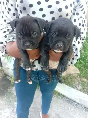 American Bully Puppy