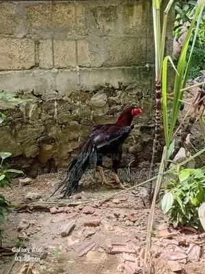 Kukulan
