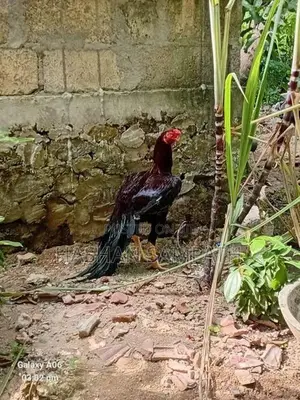 Kukulan