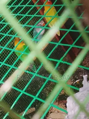 African Love Birds