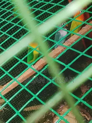 African Love Birds