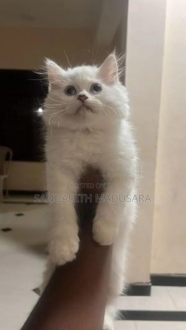 Persian Cat