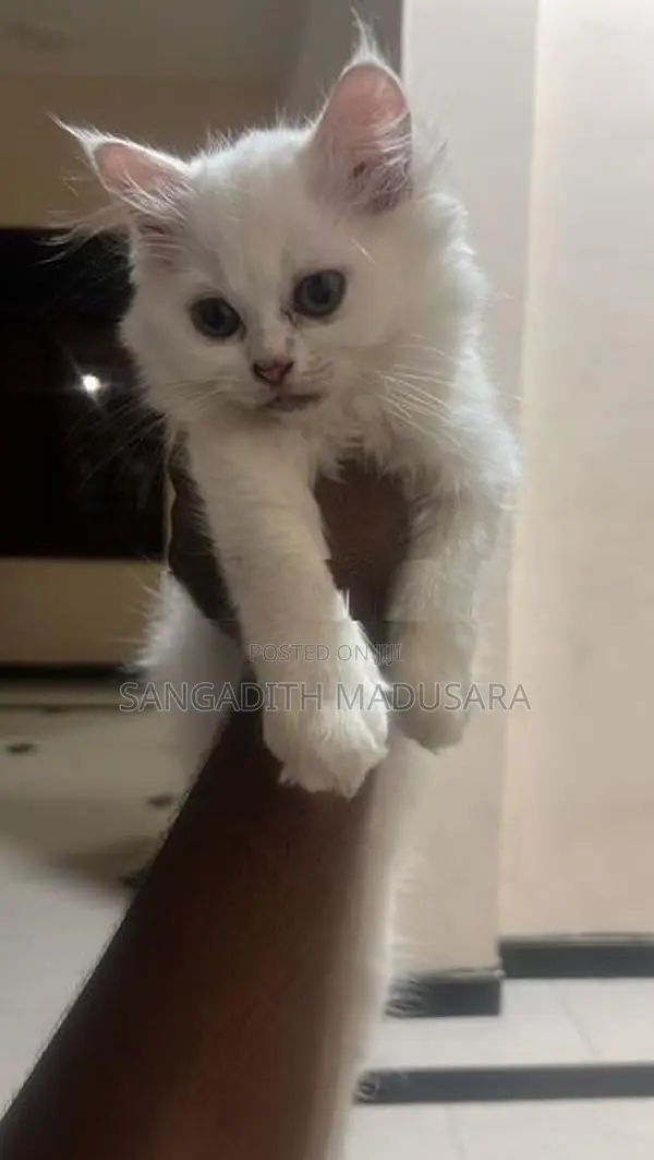 Persian Cat