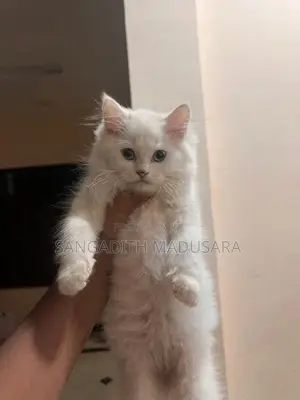 Persian Cat