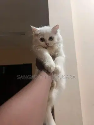 Persian Cat