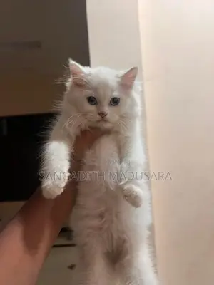 Persian Cat
