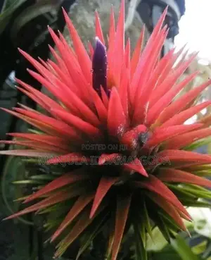 Airplant