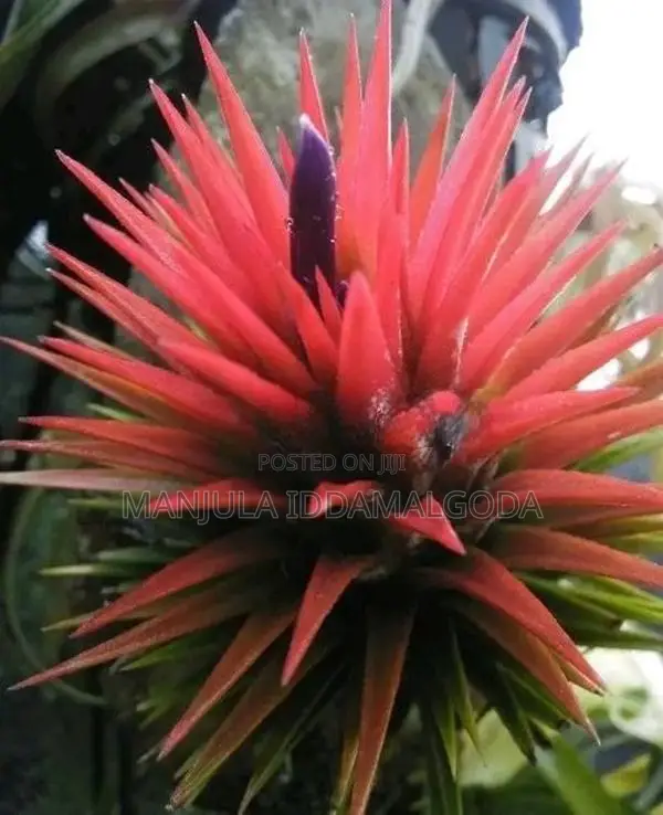 Airplant