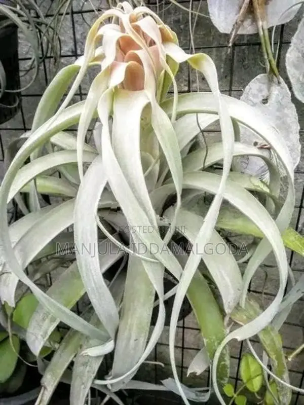 Airplant