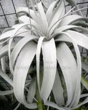 Airplant