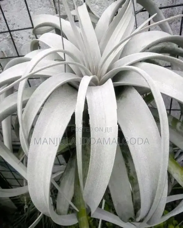 Airplant