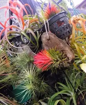Airplant