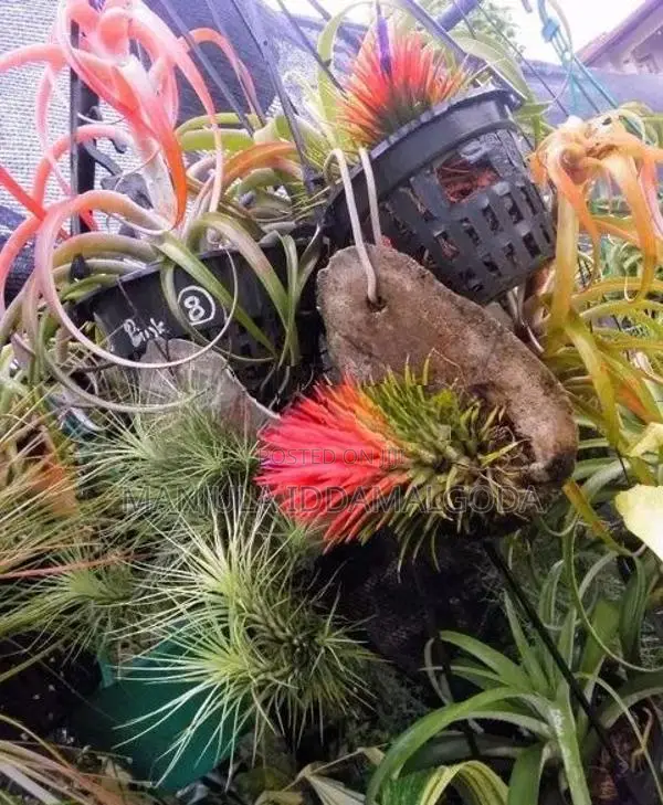 Airplant