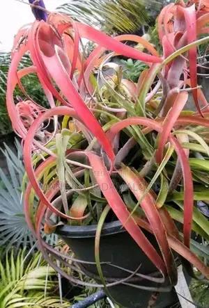 Airplant