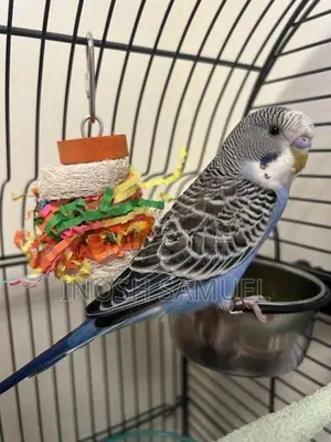 Budgie Love Bird