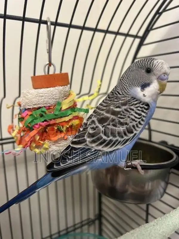 Budgie Love Bird
