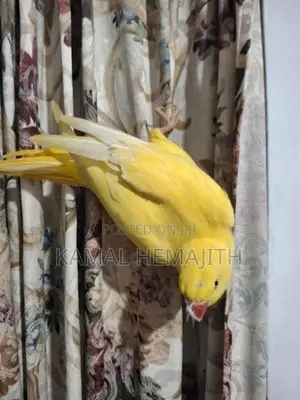 Yellow Ringneck
