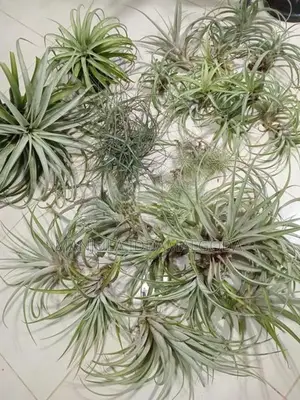 Airplant