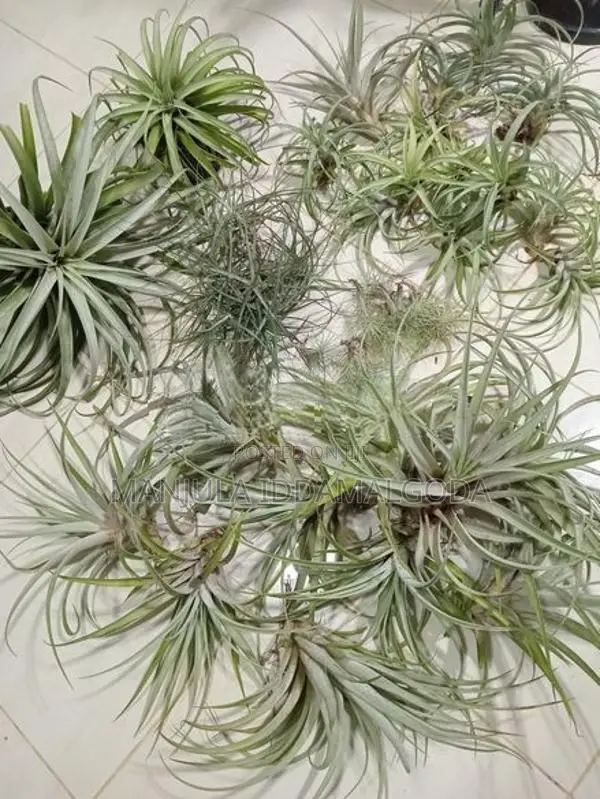 Airplant