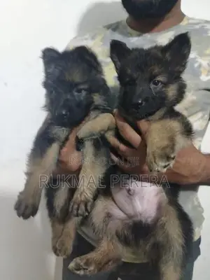 German Shepherd Puppy
