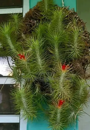 Airplant