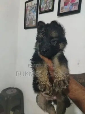 German Shepherd Puppy