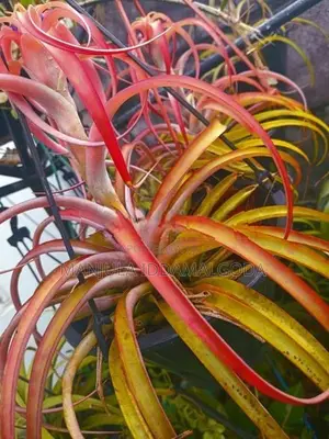 Airplant