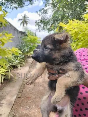 German Shepherd Puppy