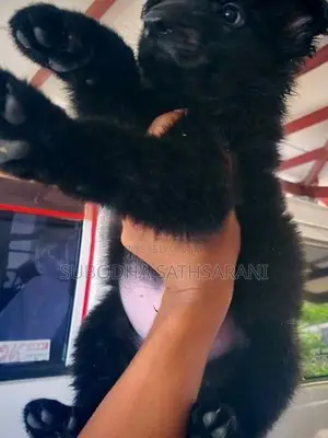 German Shepherd Puppy