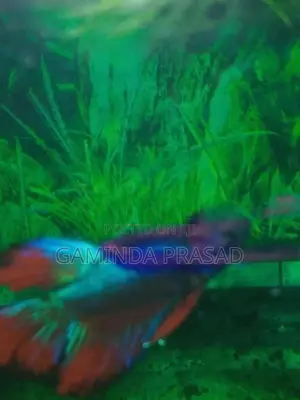4 Fighter Fish with Tank