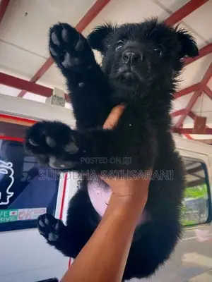 German Shepherd Puppy