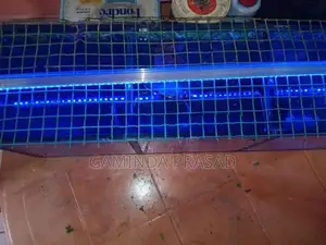 4 Fighter Fish with Tank