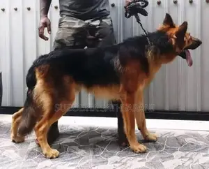 German Shepherd Puppy