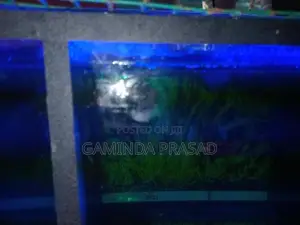 4 Fighter Fish with Tank