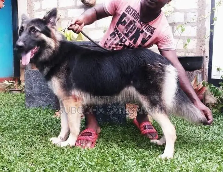 German Shepherd Puppy
