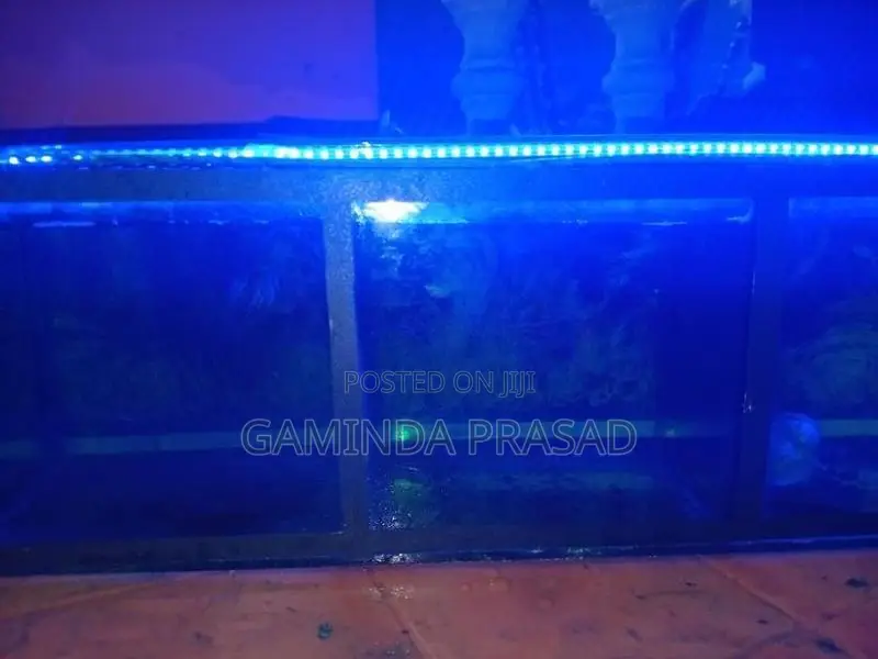 4 Fighter Fish with Tank