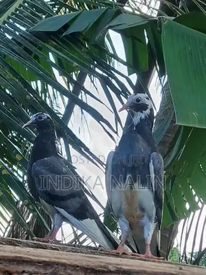 Timing Pigeon