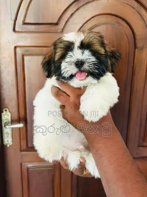 Shih Tzu Puppies