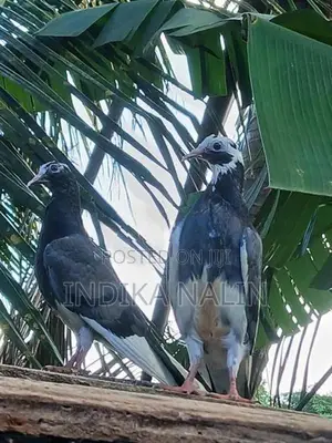 Timing Pigeon